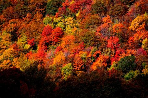 West Virginia Fall Foliage, '12 | Virginia fall, Fall foliage, West ...