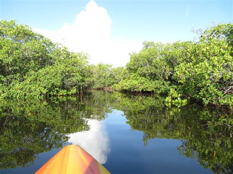 Kayaking in the Mangroves - NatureCoaster.com