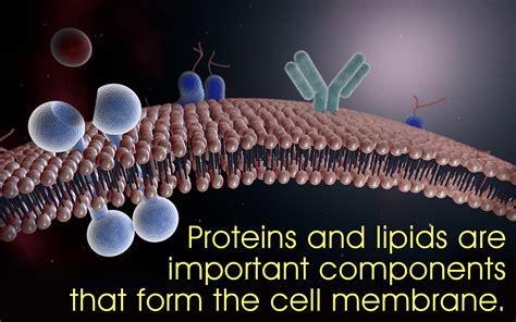 Cell Membrane Structure and Function - Biology Wise