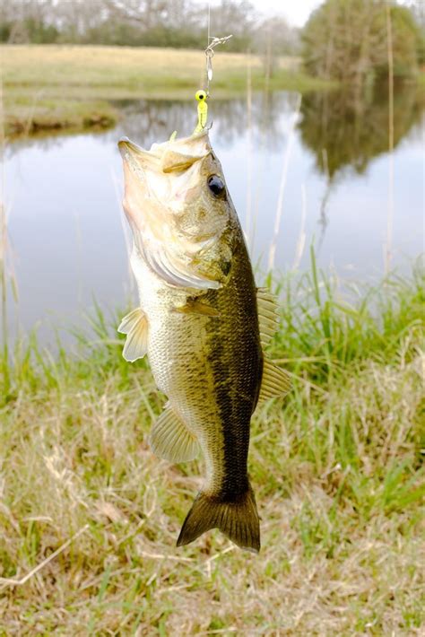 Striped Bass Habitat Facts and Information | Bass Fishing Gurus