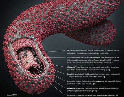 Ebola Virus - Symptoms, Outbreak, Prevention (Vaccine), Treatment