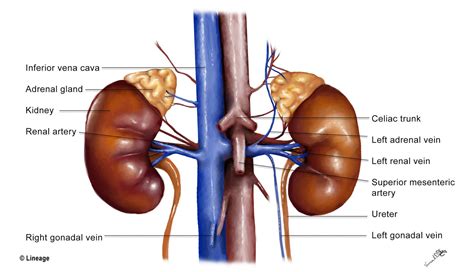 Kidney disease model urology kidney nephron glomerular kidney model ...