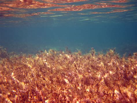 Seaweed In Ocean Free Stock Photo - Public Domain Pictures