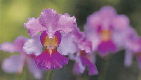 Endangered Plants in the Amazon Rain Forest | Sciencing