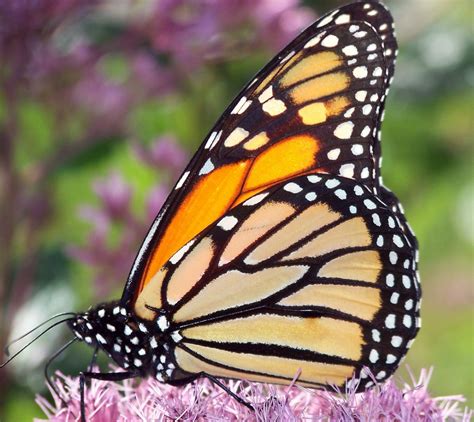 Butterfly Types and Identification Guide to 21 Butterfly Species | HubPages