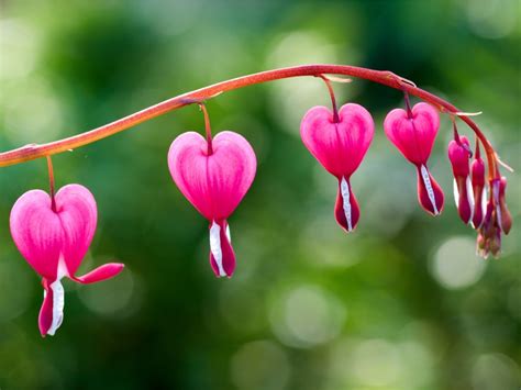 Growing Bleeding Hearts: How To Care For A Bleeding Heart Plant