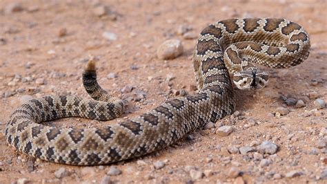 Is A Rattlesnake A Vertebrate Or Invertebrate?