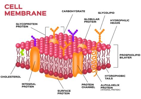 Introduction to Cell Transport Educational Resources K12 Learning, Life ...