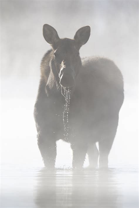 Winter Moose — Revealed In Nature 2.0