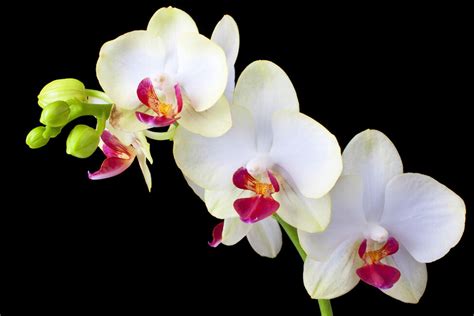 White Orchids on Black Background - Wall Mural & Photo Wallpaper ...