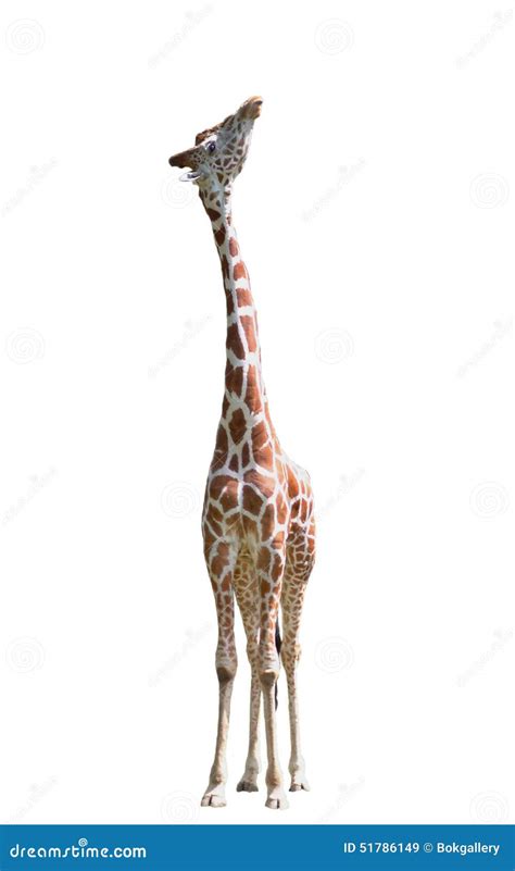 Giraffe stock image. Image of neck, tall, wildlife, living - 51786149