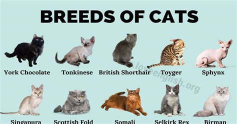 The Funniest Cats: 50 Cat Breeds