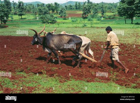 Farming rural ox oxen farming hi-res stock photography and images - Alamy