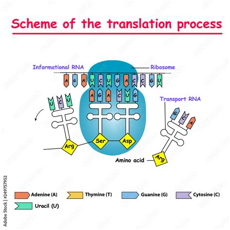 MRNA Diagram