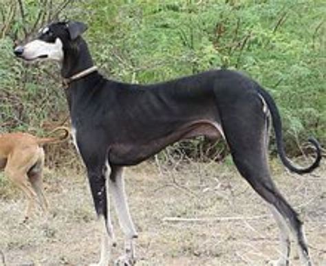 Kanni vs Chippiparai - Breed Comparison | MyDogBreeds