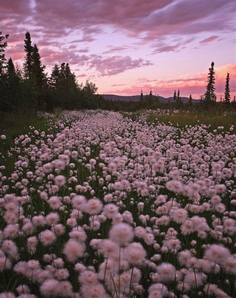 https://flic.kr/p/52jCJ1 | Cottongrass | View On Black | Nature ...