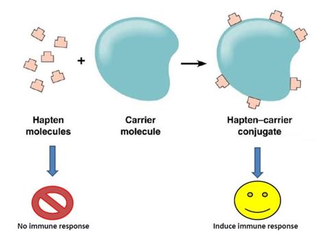 Antigen and its types - Online Science Notes