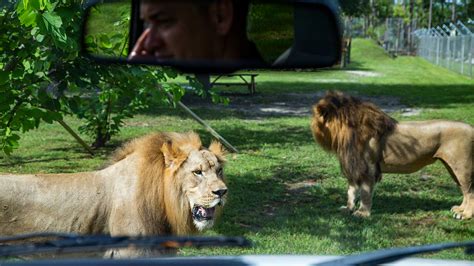 Lion Country Safari Florida Map - Gratia Georgianne