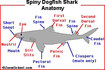 Spiny Dogfish Shark Anatomy