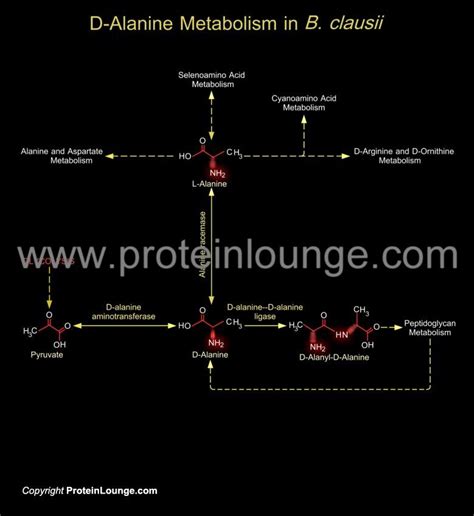 Biological Databases and Tools - D-Alanine Metabolism in B. clausii ...