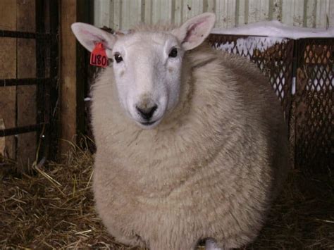 Cheviot Sheep Breed Information: Is This Intelligent Sheep Right for ...