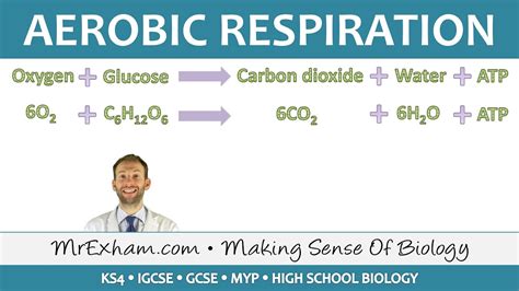 Beautiful Work Chemical Formula Aerobic Respiration Equation Of And ...