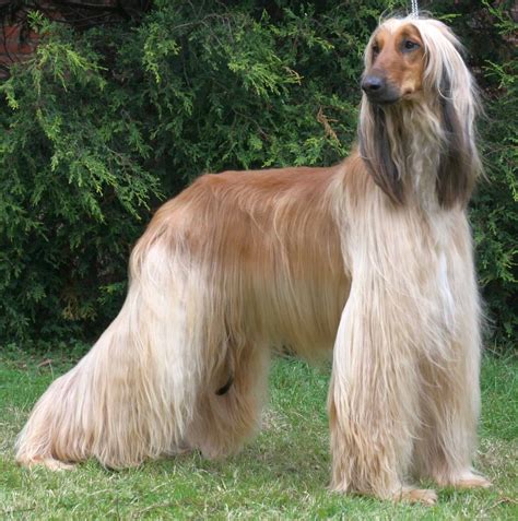 Afghan Hound Breed Info and Care