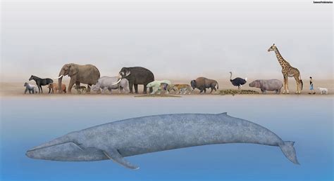 Blue Whale Size Comparison To Elephants