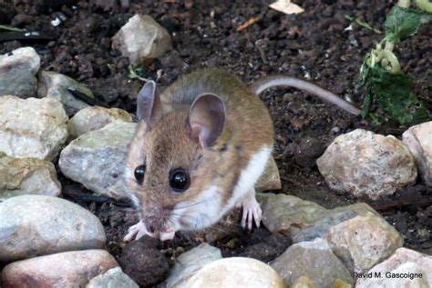 Travels With Birds: Deer Mouse (Souris sylvestre) in my backyard