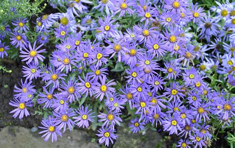 Autumn Asters | Garden diary, Garden, Aster