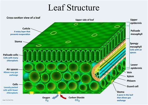 Cross Section Of A Leaf Worksheet