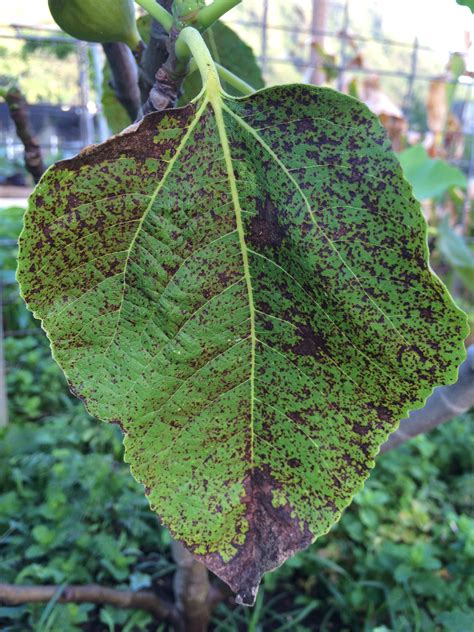 Fig | Diseases and Pests, Description, Uses, Propagation