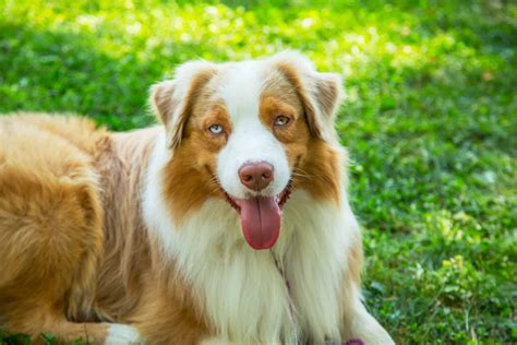 Get to Know the Unique Red Merle Australian Shepherd - K9 Web