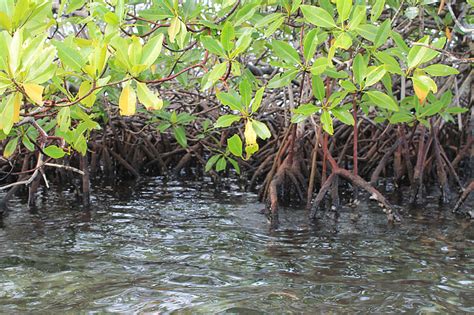 Free photo: mangrove swamp, landscape, natural, nature, island, oasis ...