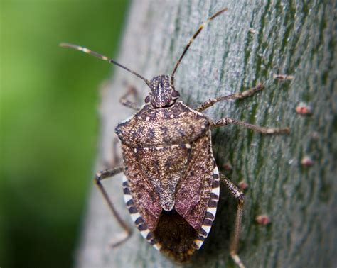 Especies invasoras: La chinche apestosa marrón - ECVerde