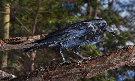 Common raven | Smithsonian's National Zoo and Conservation Biology ...