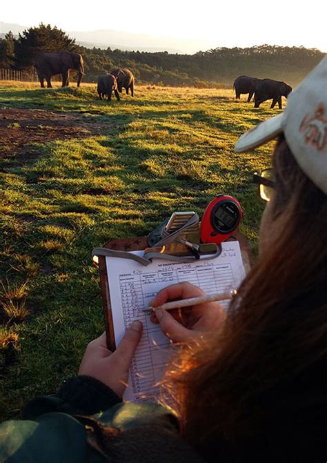 Volunteer with elephants | Knysna Elephant Park | Knysna Elephant Park