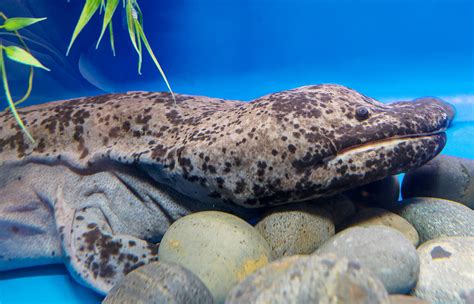 Chinese Giant Salamander | San Diego Zoo Animals & Plants