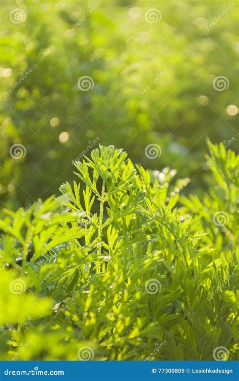 Fresh carrots leaf stock image. Image of healthy, ingredient - 77300809