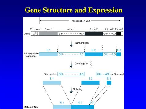 Gene Structure and Function - ppt download