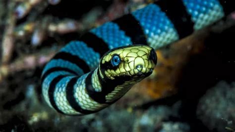 Belcher's sea snake - one of the most venomous sea snakes in the world ...