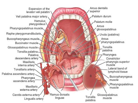 Mouth Teeth Diagram with Label - coordstudenti