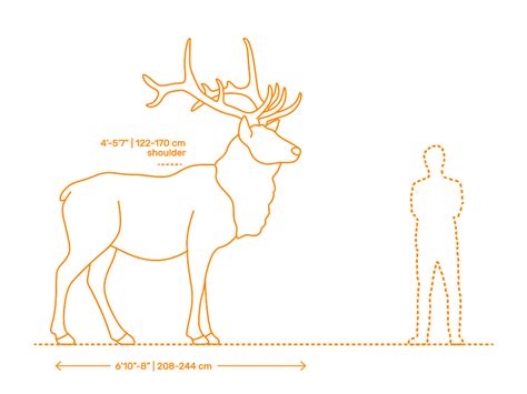 Elk | Wapiti Dimensions & Drawings | Dimensions.com