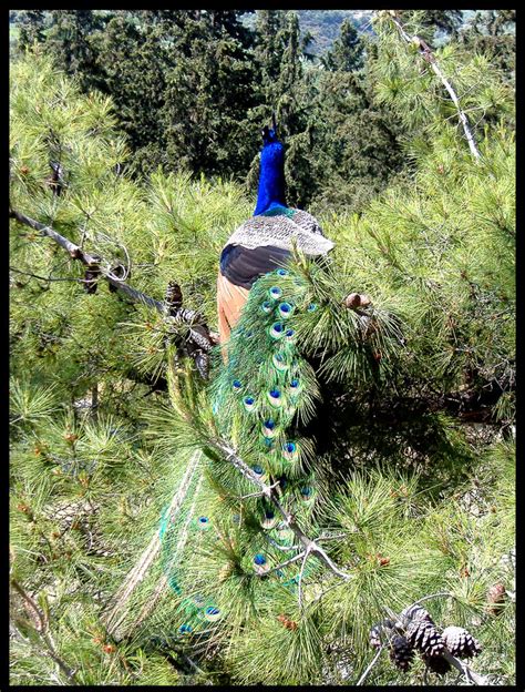 Peacock Camouflage by CrystalCadence on DeviantArt