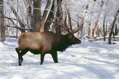 The Wildlife of Mount Rainier National Park - Animals Network