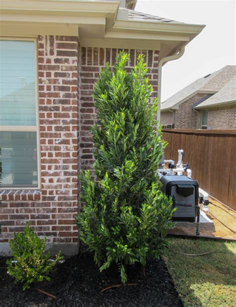 Cherry Laurel Tree - Dallas, Texas - Treeland Nursery