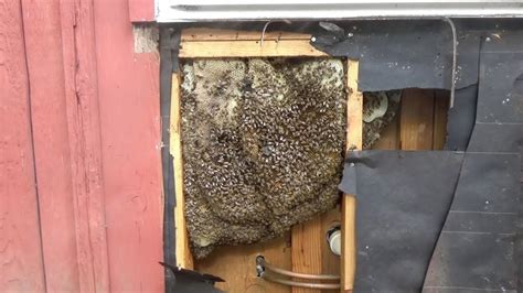 Bees in a wall. Removal and relocation. - YouTube