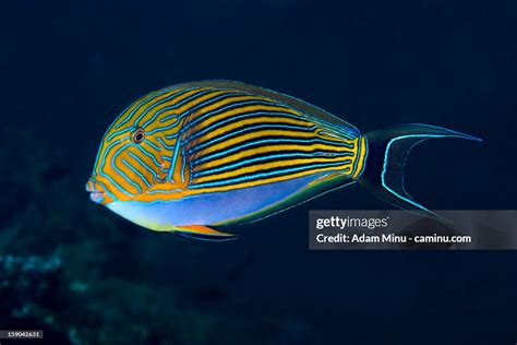 Surgeonfish High-Res Stock Photo - Getty Images