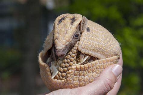 Three-banded Armadillo Rolled Up : Armadillo