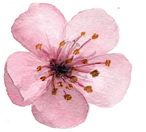 17 Watercolor Cherry Blossom ClipArt | Cherry blossom watercolor ...